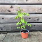 Malina červená veľkoplodá (Rubus idaeus) ´MEEKER´ - výška 30-40 cm, kont. C1,5L